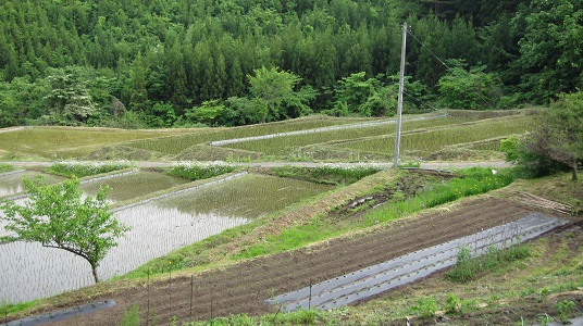 夏、緑の棚田と山