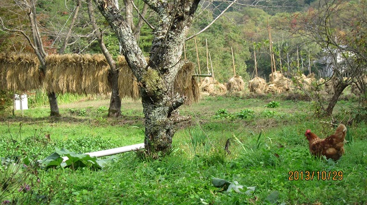 秋、天日干し（はさ掛け）のようす