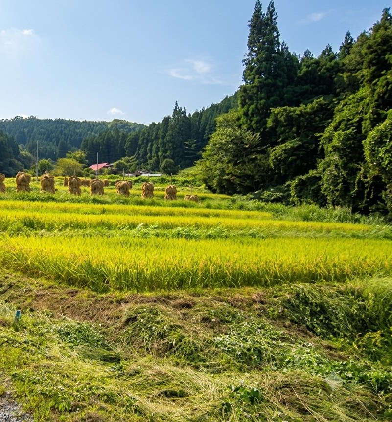 黄金色に実った棚田と、天日干しのはさ掛け、里山の小径